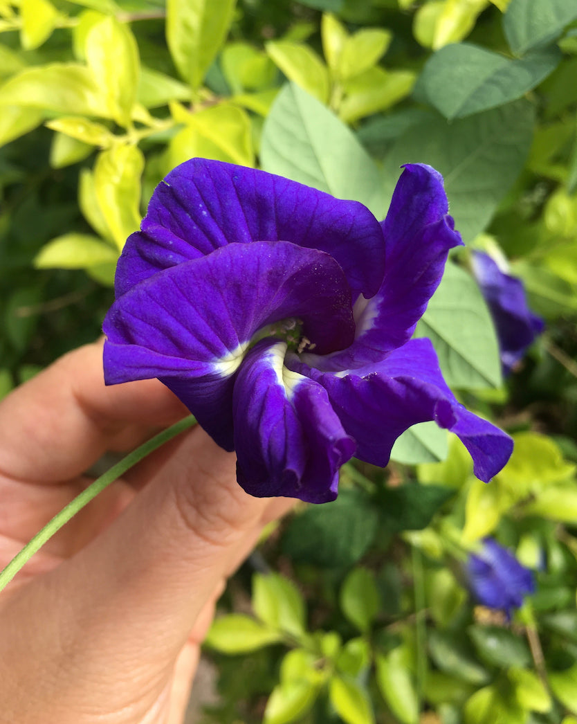 Butterfly Peaflower Herbal Tea – A Sip of Natural Magic